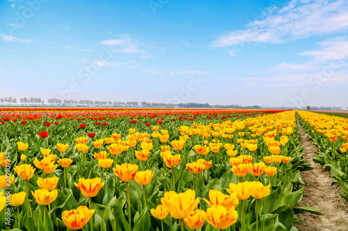 Farbenfrohe Tulpenfelder in Holland im Fr  hling