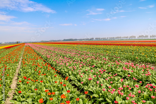 Farbenfrohe Tulpenfelder in Holland im Frühling
