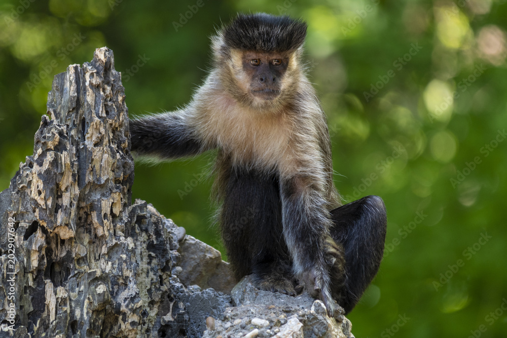 The little black monkey is playing on the grass and eating The little black monkey is playing on the grass and eating
