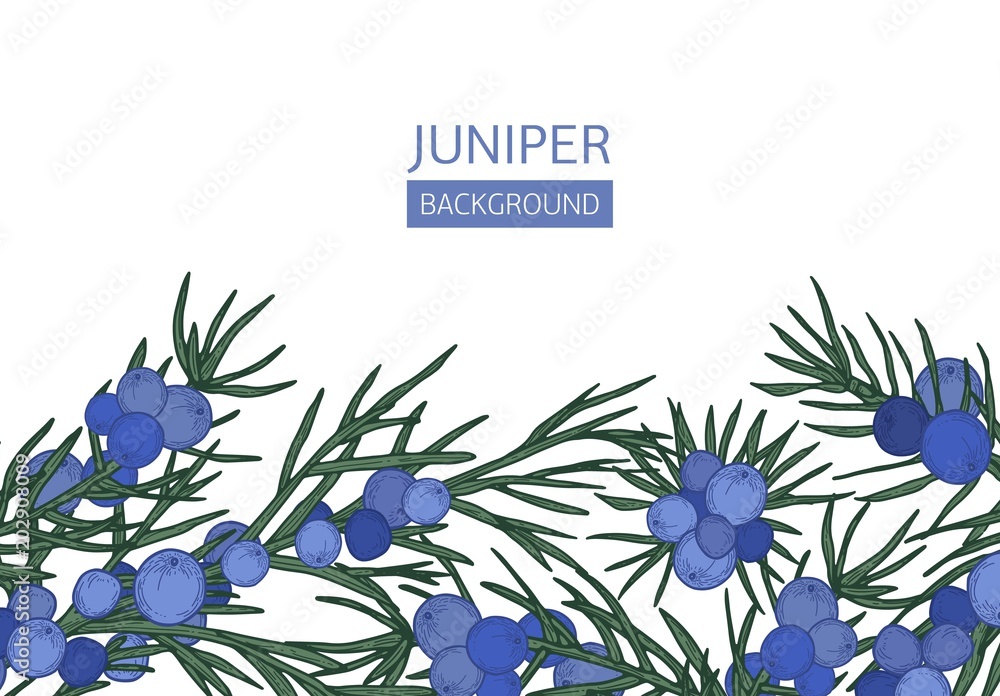 Horizontal background with juniper needle-like leaves and berries at ...