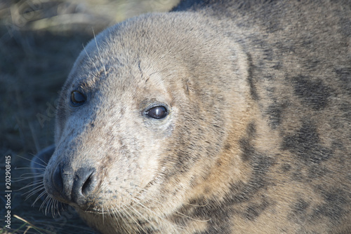 Grey Seal at Donna Nook