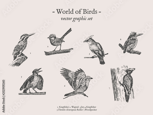 Small birds vector drawings set