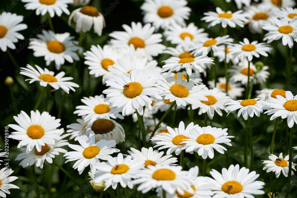 flowers summer Park nature plants greenhouse background greeting card flowers summer Park nature plants greenhouse background greeting card