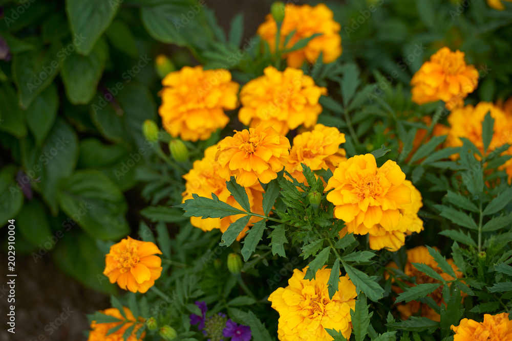 flowers summer Park nature plants greenhouse background greeting card flowers summer Park nature plants greenhouse background greeting card