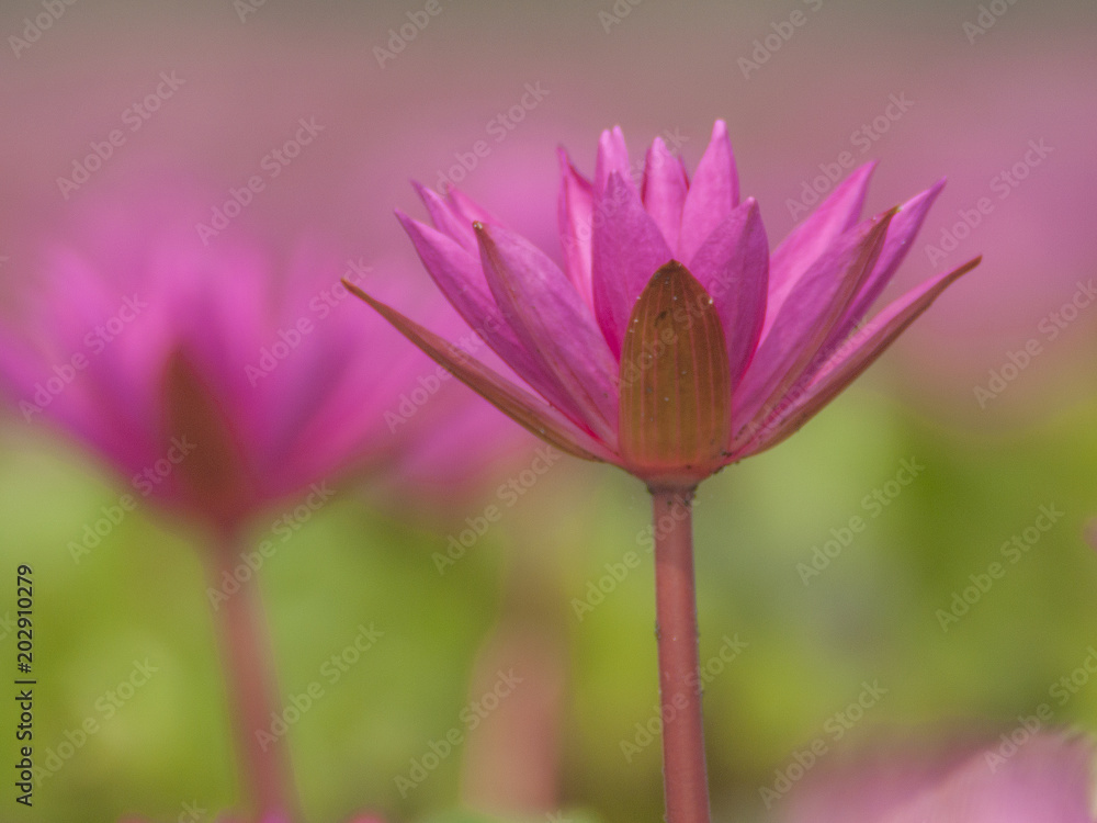 A wild, purple, lotus flower rises out of a lake in Tale Noi, southern Thailand
