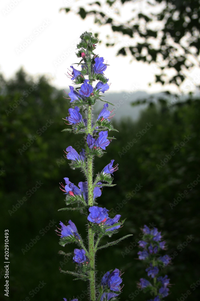 Fototapeta premium fleur de vipérine