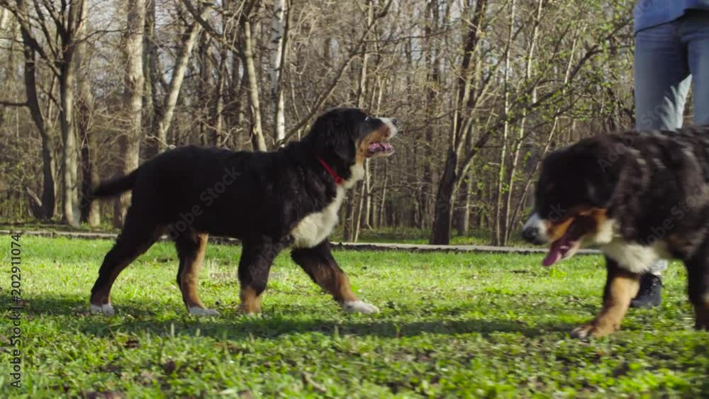 Bernese shepherd dog puppies running on a grass in the park. Spring, sunny day. Bernese shepherd dog puppies running on a grass in the park. Spring, sunny day.
