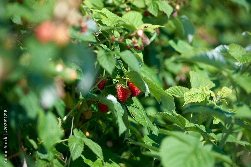 raspberry garden vegetable garden shrub berry summer nature harvest juicy tasty vitamins leaves raspberry garden vegetable garden shrub berry summer nature harvest juicy tasty vitamins leaves