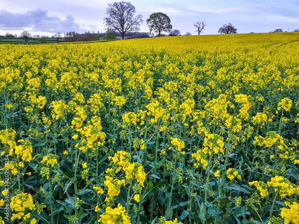 Fototapeta premium Oilseed rape or canola meadow in the Herefordshire countryside in England in spring.