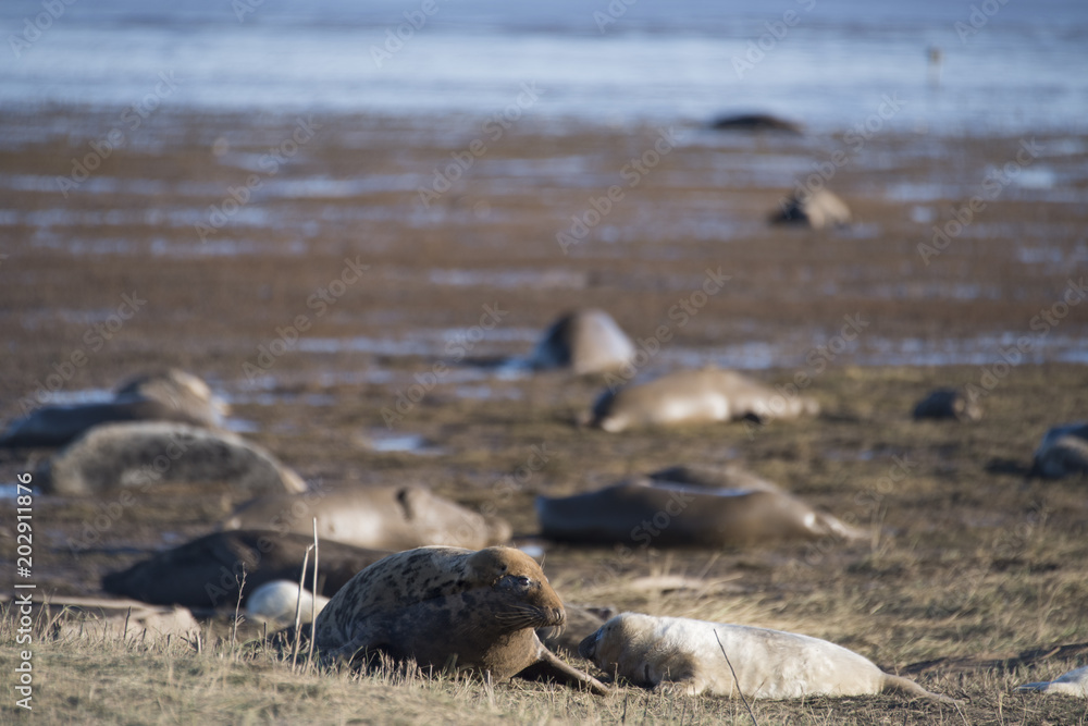 Fototapeta premium Donna Nook, Lincolnshire, UK – Nov 16: Cute fluffy newborn baby grey seal pup lies by its mother on the shore on 16 Nov 2016 at Donna Nook Seal Sanctuary, Lincolnshire Wildlife Trust