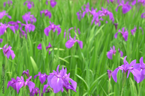 カキツバタの紫の花が群生している。