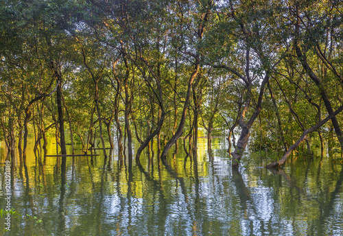 A leafy mangrove forest on the coast of east Thailand. Tree reflect in the water.