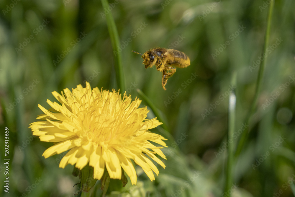 Nektar sammelnde Honigbiene im Anflug zu einer goldgelben Löwenzahnblüte Nektar sammelnde Honigbiene im Anflug zu einer goldgelben Löwenzahnblüte