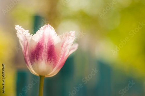 Tulip Flower macro photography