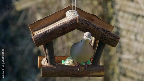 Large pidgeon feeding in small bird-feeder photo