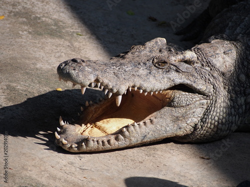 Big and dangerous crocodile