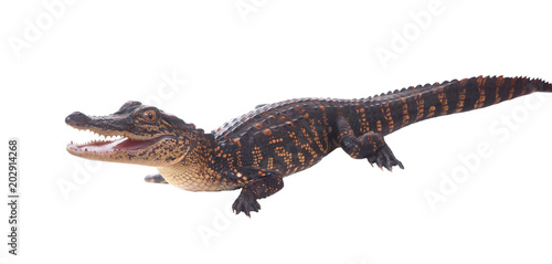 Hatchlings of American alligator with yellow and black stripes. Isolated on white background