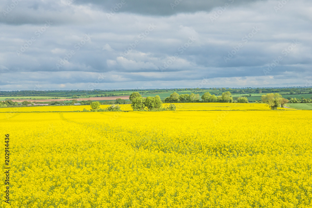 Field of rapeseed Field of rapeseed