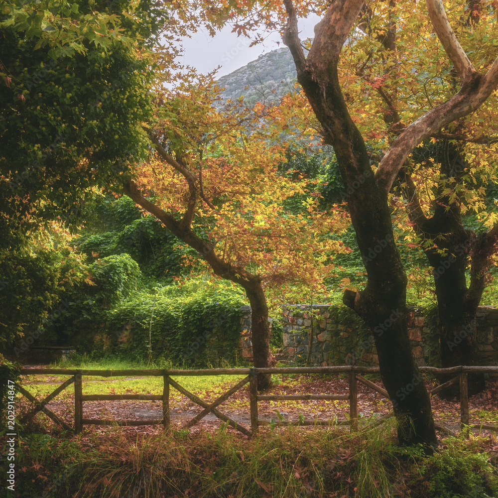 Autumn forest Autumn forest