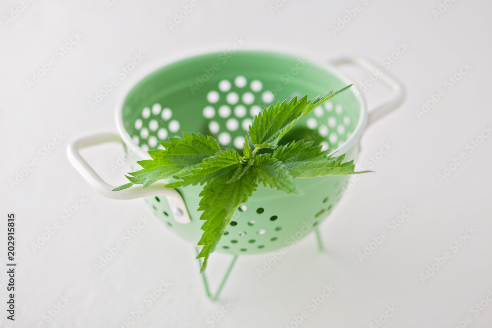 fresh nettle urtica fresh nettle urtica