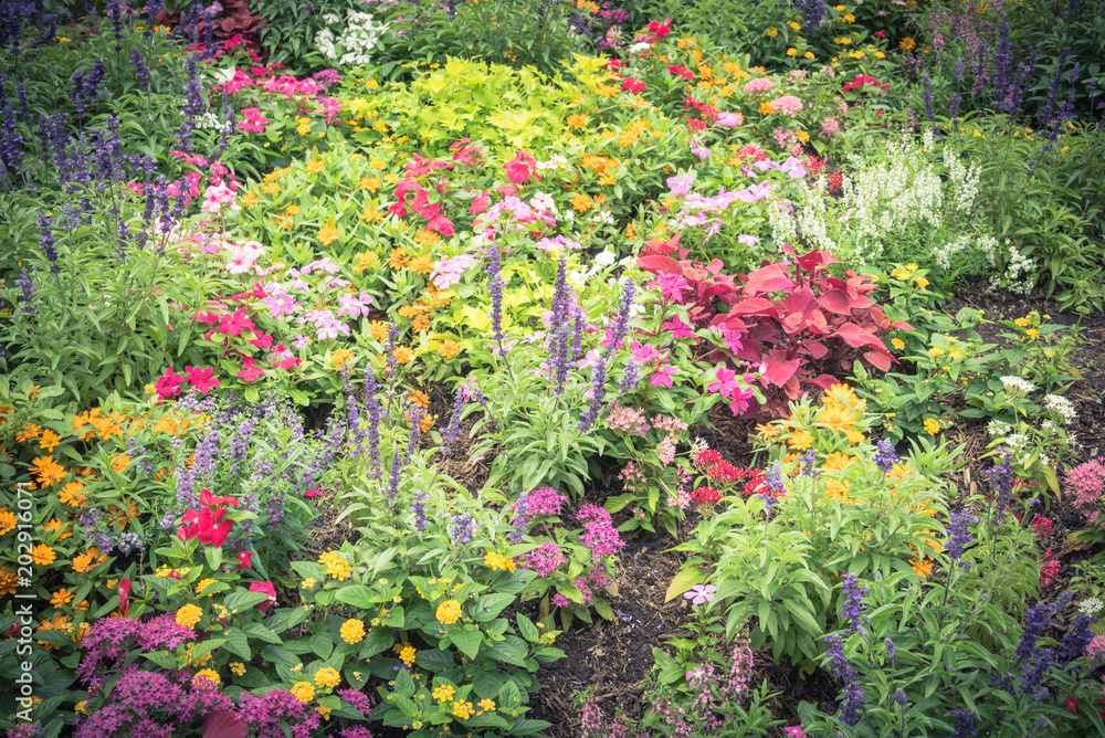 Φωτογραφία Vintage colorful flowerbed with variety of impatiens/balsaminaceae tropical flower such as walleriana, busy lizzie, balsam, garden balsam, zanzibar, patience plant, patient lucy