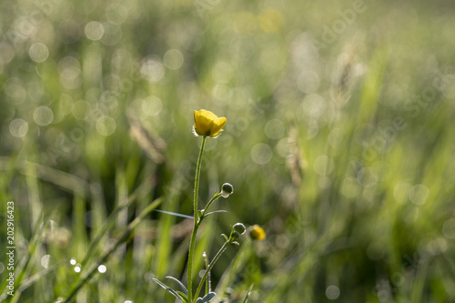 Hahnenfuss - Ranunculus sp. photo