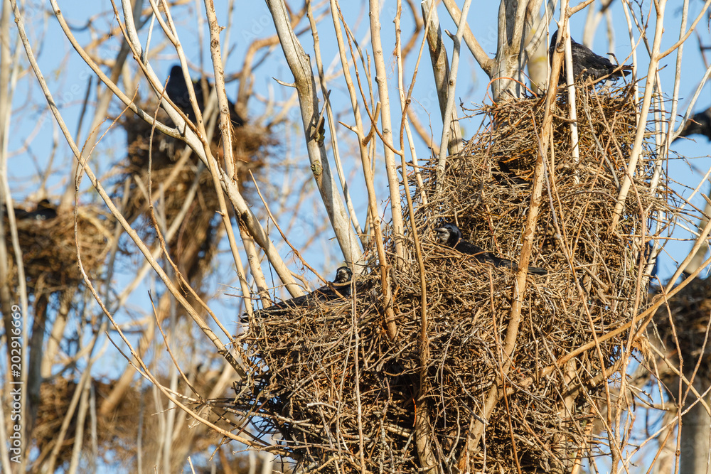 Fototapeta premium Grajas en los nidos. Corvus frugilegus.
