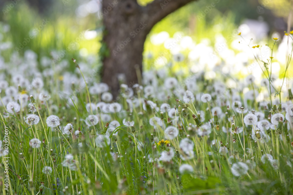 taraxacum officinale,meadow in spring