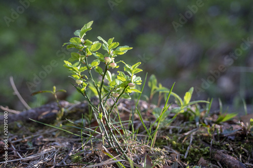 Heidelbeer-Blüten - Vaccinium myrtillus