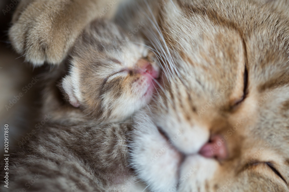 cat mother and sleeping kitten together cat mother and sleeping kitten together