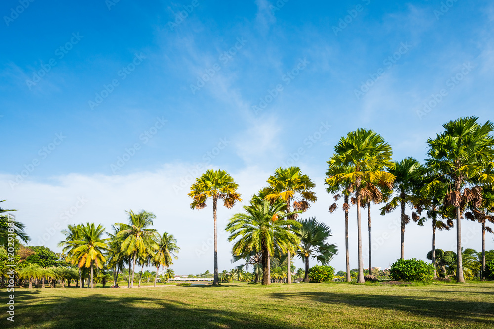 Green grass field with palm tree in Public Park