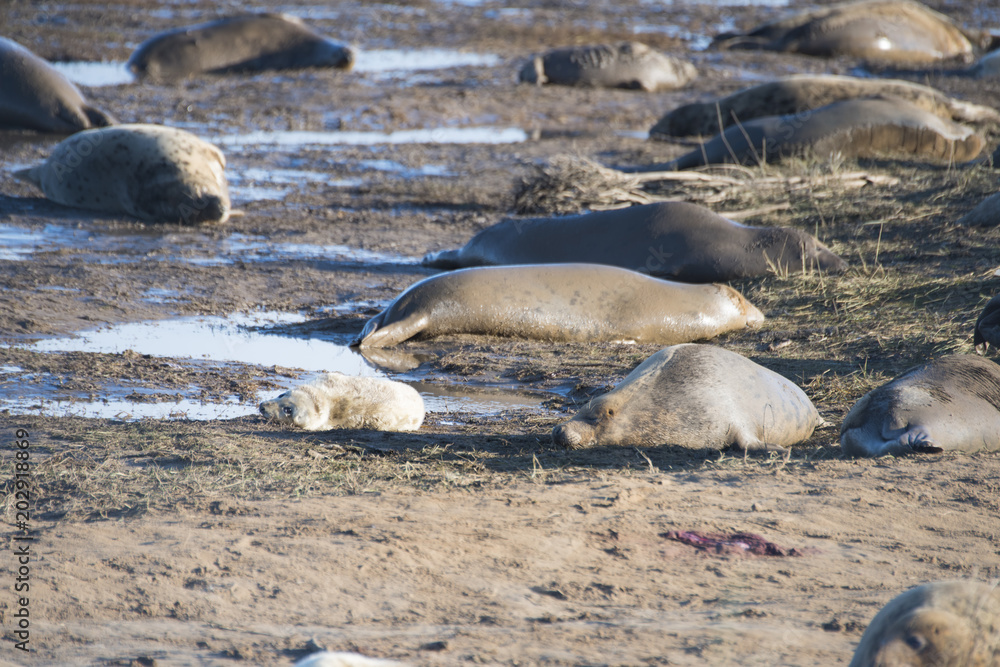 Fototapeta premium Donna Nook, Lincolnshire, UK – Nov 16: Grey seals come ashore for birthing season lie in the shallows on 16 Nov 2016 at Donna Nook Seal Sanctuary, Lincolnshire Wildlife Trust