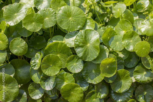 Close up of Gotu kola leaves, Asiatic pennywort, Indian pennywort, green leaf background. © chirawan_nt