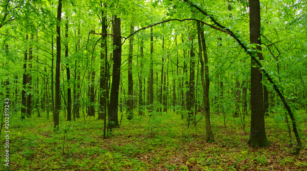 Fototapeta premium green forest in spring