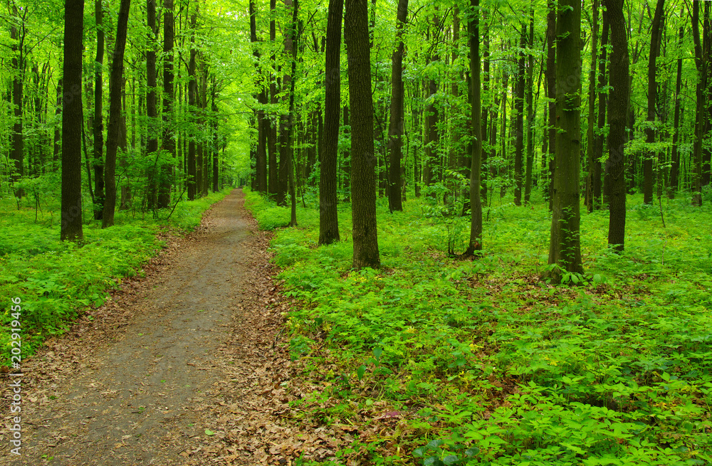 green forest in spring green forest in spring