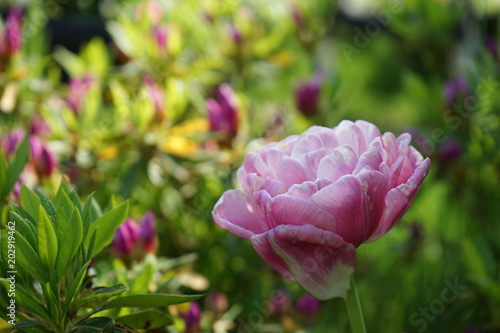 Wallpaper Mural シャクヤク Torontodigital.ca