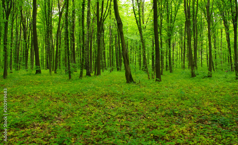 Fototapeta premium green forest in spring