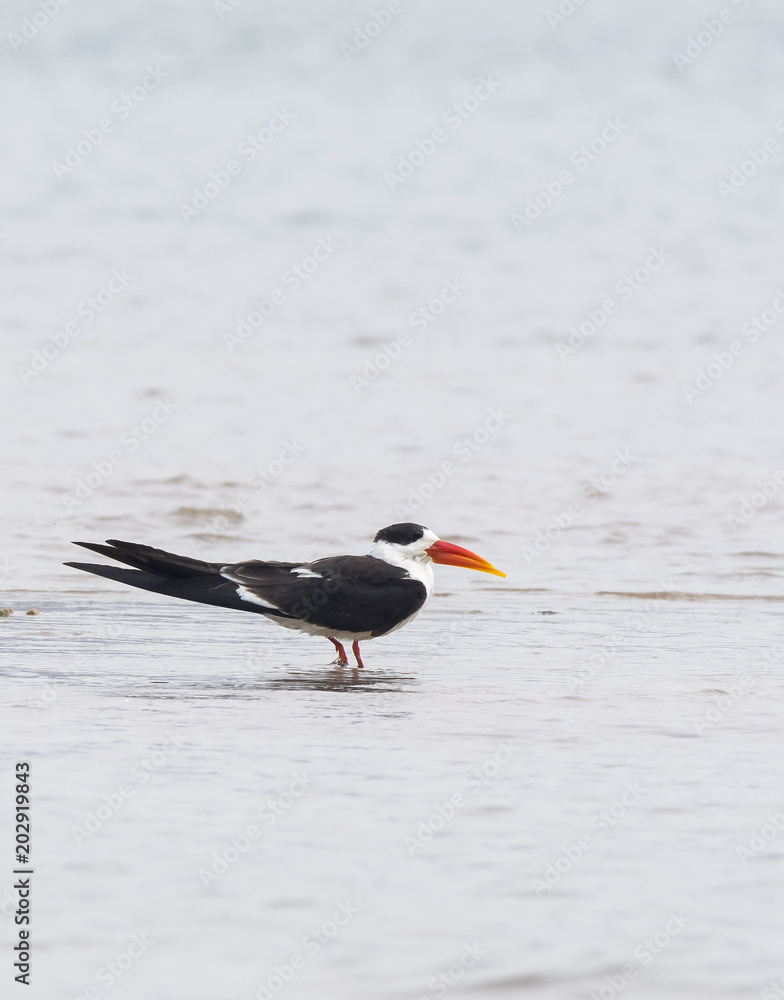 Φωτογραφία Indian skimmer relaxing on the shores of chambal river during a boat safari thro