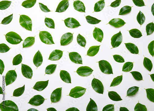 Green leaves isolated on white