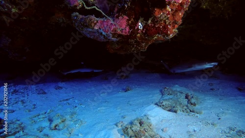 Two young Whitetip reef sharks - Triaenodon obesus swimming under coral cornices, Indian Ocean, Maldives, Asia 
 photo