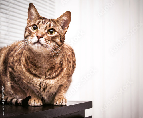 Schilderij op canvas Adult ocicat cat, green eyes tabby pet, indoor