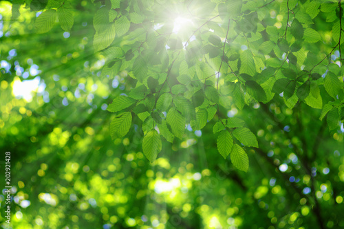 sun in the green leaves. © Alekss