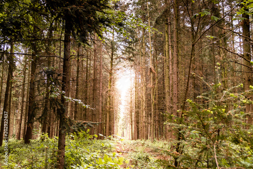 Sonnenuntergang im Wald