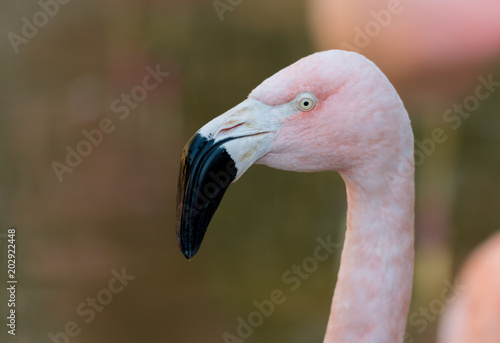 Pink Flamingo Looks Left