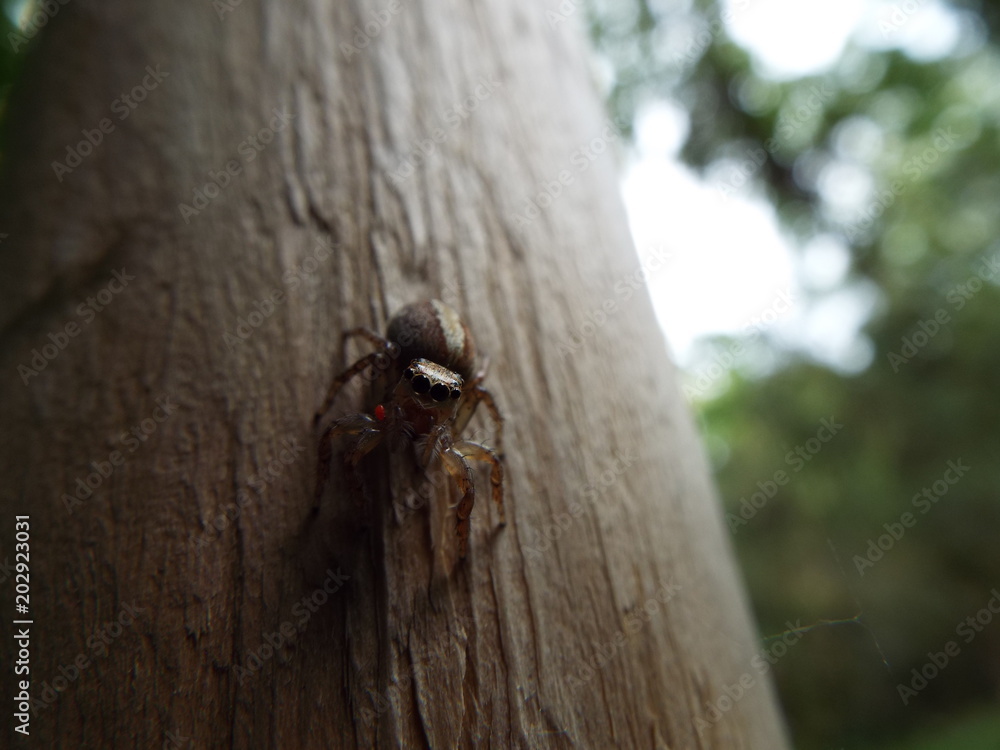 ハエトリグモ spider ハエトリグモ spider