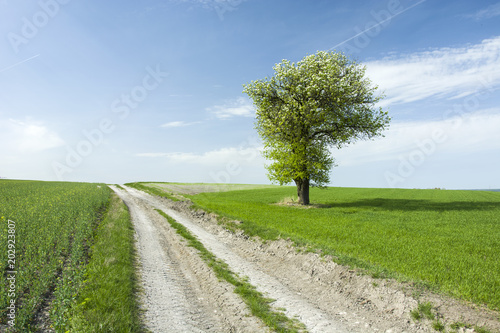 Blooming tree on the field next to the road