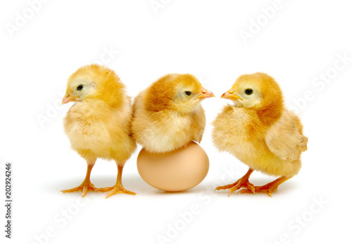 brown egg and chicks