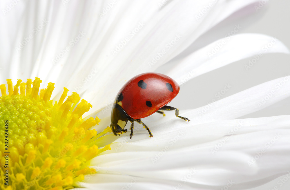 Naklejka premium Ladybug on a flower