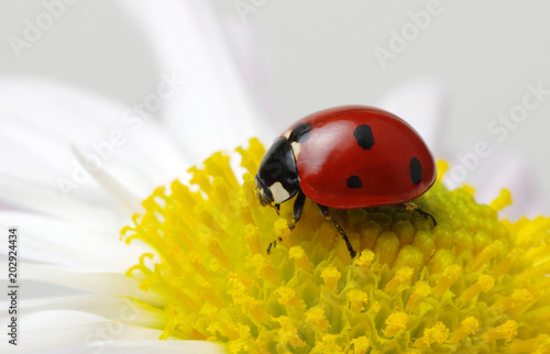 Ladybug on a flower