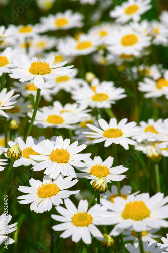 White camomiles on  field